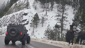 153K views · 1.8K reactions | HORSES ON THE HIGHWAY: A little different kind of Montana traffic jam. An NBC Montana employee was delayed a little bit on their way to work today with horses on the highway. Share Your Photos and Videos: https://NBCMontana.com/ChimeIn | NBC Montana | Facebook