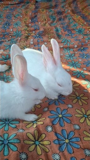 chinki minki #rabbit #cuterabbit #trendingshorts #trendingshorts #viral