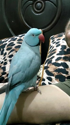 Funny Talking Bird in the USA