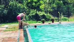 3K views · 150 reactions | A sunday well spent at Pet Home Boarding. Bring your Pet & Family together for a outing this summer at your favourite swimming pool for pets. | Pet Home Boarding | Facebook