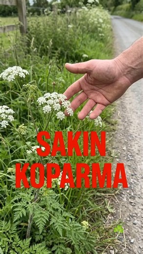 That’s Not Parsley! The Hemlock That Killed Socrates 🌿