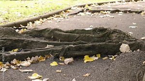 Old tree roots destroy the asphalt as they grow through the pavement. Close-up. Life concept