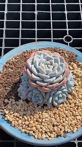 Cómo replantar Echeveria Laui en una maceta con guijarros #exito | Plantas del mundos