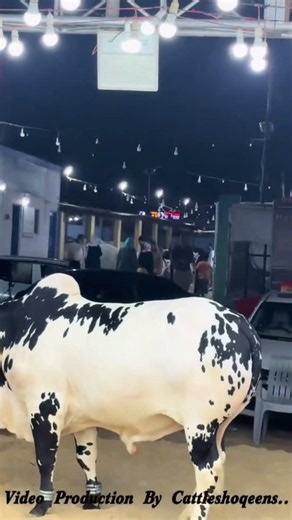 Karachi Cow Mandi | Heavy Bull #cowmandi #cow #cattleworld #bull #bullfarm #animals #cattleworld