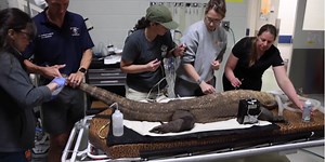 Wild Inside: Taking Slim the Komodo dragon to the vet