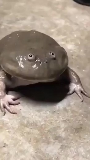 aaaaahhhhhhheeeewwhhaaaaahhh#frog #scream #fatfrog #screamingfrog | frog