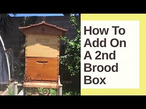 How To Add On A 2nd Brood Box On A Langstroth Hive | Backyard Beekeeping | The Urban Lady Bug