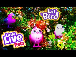Little Live Pets Lil Birds