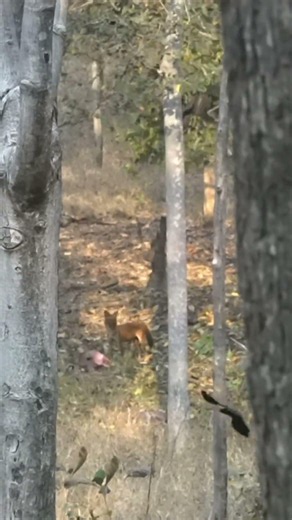 Dhole eating a Deer in a jungle