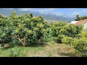How much SPACE DOES an AVOCADO TREE NEED 🥑