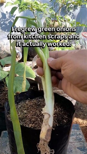 Regrow Green Onions From Kitchen Scraps in Days! #gardening