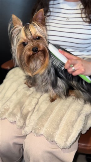 Qué cuidados le tienes a tu #yorkshire para su pelito? ❤️🫶🏽 #viraltiktok #flypシ
