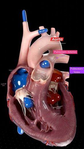 5 vaisseaux vitaux : les principales voies de circulation sanguine du cœur 🫀 - - Savez-vous où le sang entre dans le cœur… et où il en sort ? 🫀 Dans cette courte vidéo, nous vous présentons les principaux vaisseaux sanguins reliés au cœur : 🟥 Aorte 🟦 Artères pulmonaires 🟥 Veines pulmonaires 🟦 Veine cave supérieure 🟦 Veine cave inférieure En résumé : Qui envoie le sang aux poumons 🫁, qui le ramène 🔄 et qui le distribue à tout le corps 🚀 ? Informations essentielles (pour texte ou légende