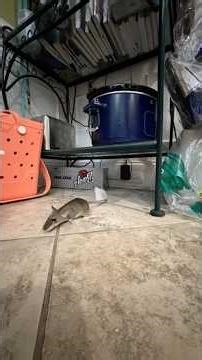 Caught a Mouse on Camera… Then Used This Trap Trick 🐭