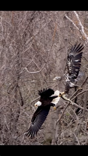 Happy Friday everyone !! Young bald eagle steals a fish🐟 from an adult !! On a side note whenever I post an eagle stealing from another eagle I get a ton of comments of people romanticizing it by saying “it’s a parent teaching their kids”. While that does happen for sure this is not the case most of the time and certainly not the case here . At the time of this filming there was over 100 eagles in the area all stealing from each other . Juveniles stealing from adults , adults stealing from juve
