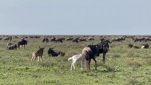 Ndutu Safari • Great Migration • Calving Season • Tanzania Wildlife 🌅 Discover Ndutu — The Heart of the Great Migration Where thousands of wildebeest welcome new life, predators patrol the golden plains, and every sunrise brings a new story of wild beauty. Experience raw nature, dramatic encounters, and unforgettable game drives in one of Africa’s most spectacular safari hotspots. 📍 Book Your Ndutu Adventure Today Whatsapp 255742235772 Email info@niceafricanadventure.com Visit www.niceafricana