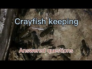 Basic Crayfish keeping