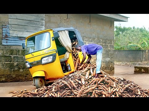 How They Harvest & Process Millions of Tons of Cassava in Africa