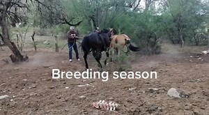 Horse Breeding Techniques in Rural Settings