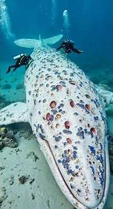 Rescue of albino whale covered in blue barnacles