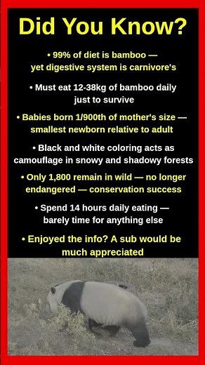 Shocking Facts About Giant Pandas Nobody Tells You 🐼😱