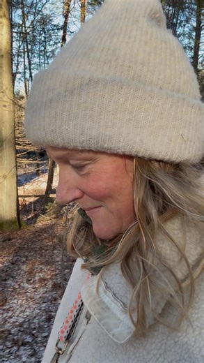 I’m continually amazed by how nature parallels our inner lives — how it mirrors back the very processes we’re moving through individually and collectively. I walk the same stretch of woods every day, mostly pines, birch, beech, cedar, spruce, and maple. It’s an ecosystem I know intimately. So when the understory suddenly bursted with balsam fir this year, I could sense a broader shift at play. The land was speaking. Balsam fir is a tree of emotional repair. It rises after intensity — when a fore