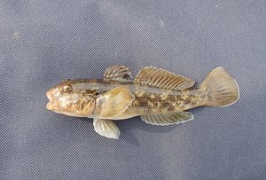 Great Lakes Aquatic Invasive Species