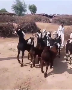 Disco goats 😂 | I'm No Pancake Expert But I Know A Tosser When I See One.