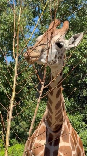 What Do Giraffes Eat All Day Long? #shorts #animals #youtubeshorts