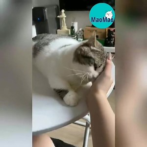 4.1K views · 589 reactions | Tỏ tình như này lại chả đồng ý vộiiii | Méo | Facebook