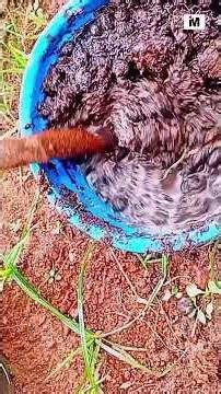 Compost direct to the soil is great for vegetables #organicgardening #urbangardening