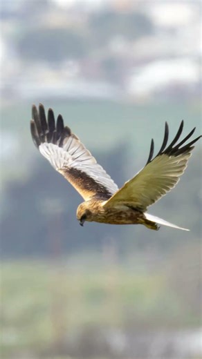 Male Marsh Harrier: The Low-Flying Hunter! 🦅
