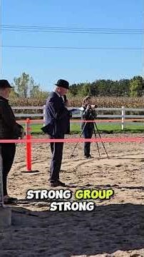 Friesian Keuring mini series part 8! #friesian #horse #friesianhorse #equestrian #horse #stallion