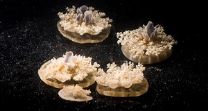 14K views · 100 reactions | These upside-down jellyfish don't have...