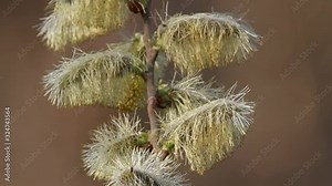 Flowers of the Salix caprea, the goat willow