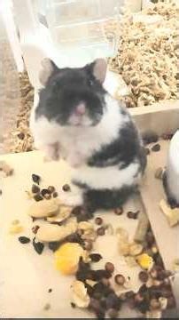 Ohagi II Scatters Her Food… and Looks So Proud 🐹