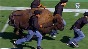 1M views · 3.8K reactions | Good girl, Ralphie! Today, NCAA.com named Colorado Buffaloes Football the Best Entrance in College Football! Been sayin' it for years. #BackThePac | Pac-12 Conference | Facebook