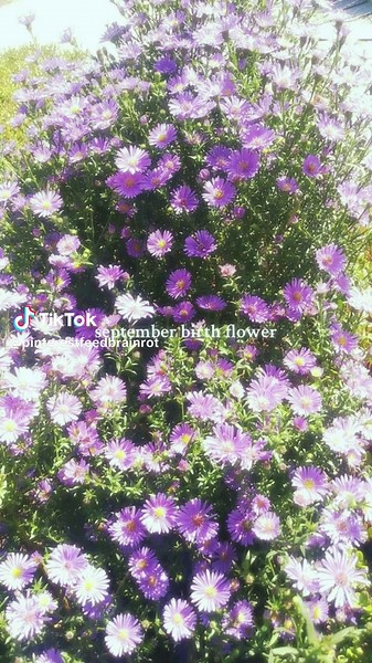 Discover the September Birth Flower: Aster