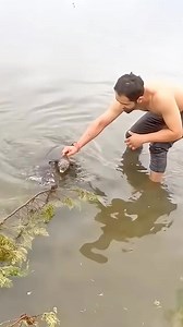 The drowning koala returns a year later—pregnant and calling her rescuers Mom and Dad | Life of Paws