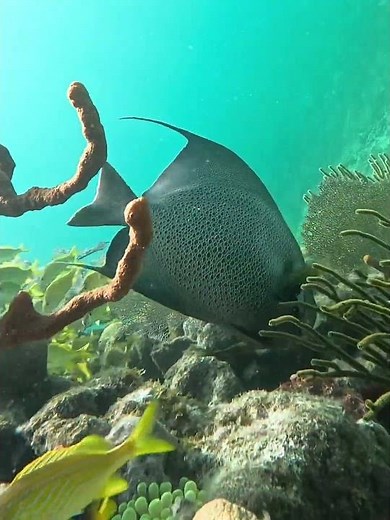 Grey Angelfish, Pez Angel Gris, on coral reef in Caribe Mexico #angelfish #pezangel #greyangelfish