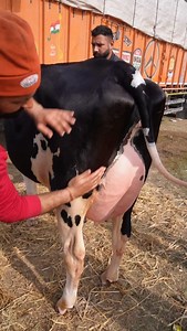 1. *Animal Care*: Cow and buffalo care, cow feeding techniques, cattle health tips. 2. *Farming Practices*: Sustainable dairy farming, buffalo farming tips, organic dairy farming. 3. *Farm Life*: Rural farm animals, dairy farm equipment. 4. *Milk and Production*: Milk production process, buffalo milk benefits. #viral #reels #trending #trendingreels #viralreels | Mansa Dairy Farm