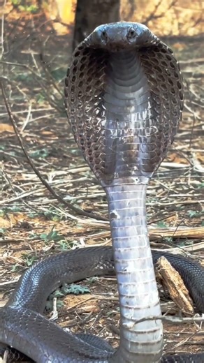 Which cobra is most commonly seen in Bangladesh? 🇧🇩 | Most Common Cobra in Bangladesh!
