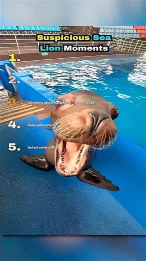 ranking funniest sea lion moments #usa