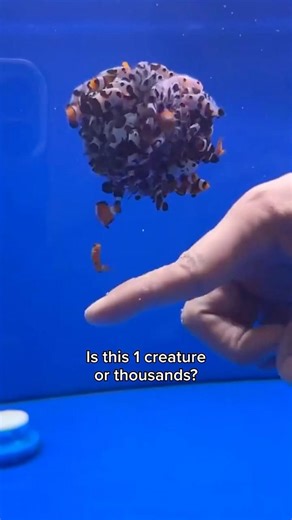 This underwater illusion is insane 🤯 #shorts