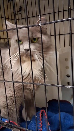 4.3K views · 118 reactions | Sassafras arrived at the beginning of...