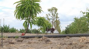 young nectarine trees in a regenerated orchard. Peach trees (Prunus Persica) plantation or large fruit garden - Nectarine plants growing in organic orchard Stock Video