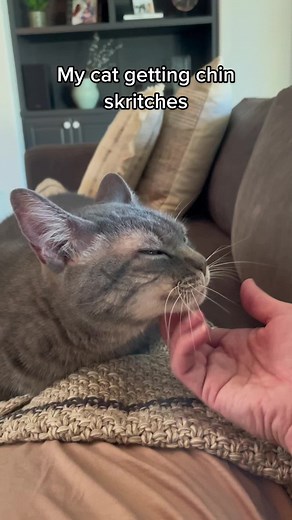 Cat Chin Scratches: Cozy Couch Moments