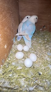 5.1K views · 109 reactions | Love bird eggs #lovebird #probashibirdslover #reels #animals #cocktails #pets #videos #birds | Probashi birds lover | Facebook