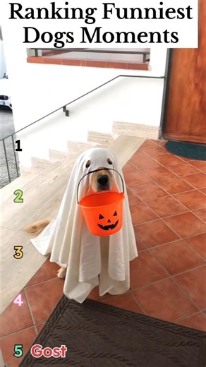 Ranking funniest dogs moments #goldenretriever #funny #dog