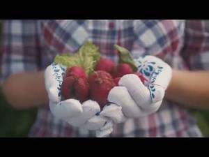 Radish Harvest & Culinary Guide: When to Pick & How to Enjoy